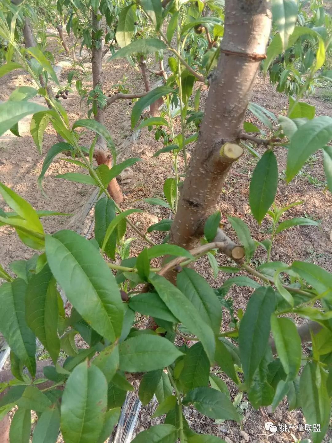 桃树弱树怎么冬剪,桃树主干旁边的枝条过旺怎么修剪