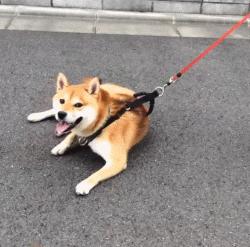 土拨鼠当宠物养合法吗,宠物土拨鼠能只养一只吗