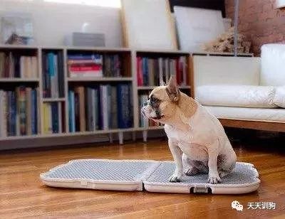 狗狗感到冷,狗狗感到辣的状况