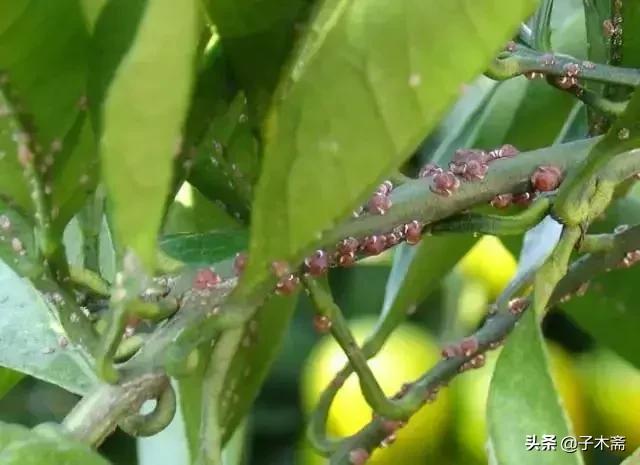 柑橘大实蝇和柑橘小实蝇常规虫害,柑橘虫害高清图谱及防治方法