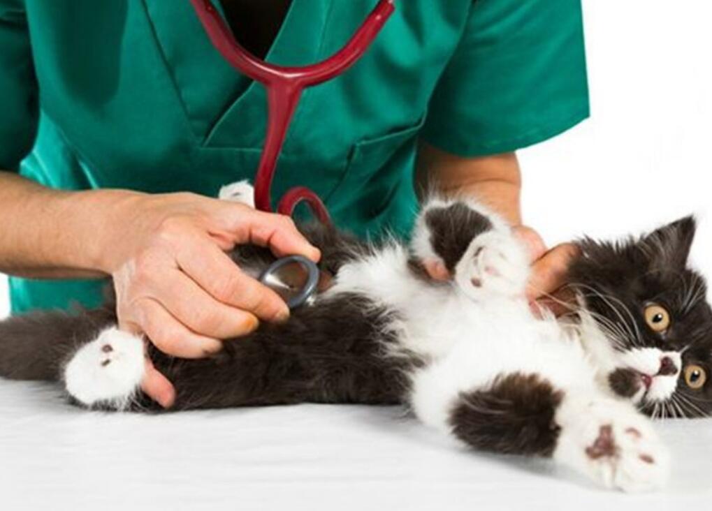 猫咪配对后母猫为什么会攻击公猫,猫咪配对为什么母猫会攻击公猫