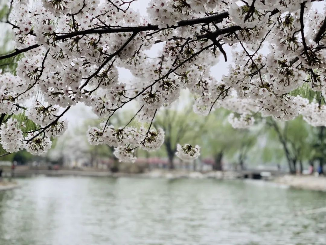 玉渊潭公园樱花新闻,玉渊潭公园樱花历史