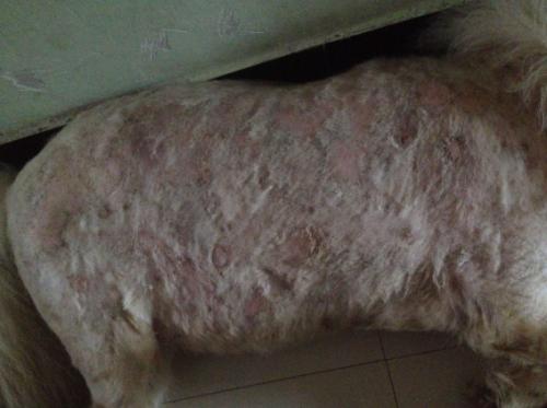 狗狗身上长螨虫该用什么方法解决,狗身上螨虫很严重怎么治