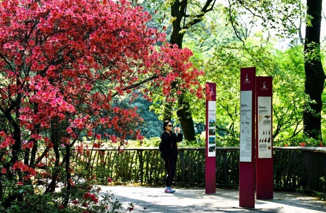 西湖有多美图片,现在的西湖景色怎么样