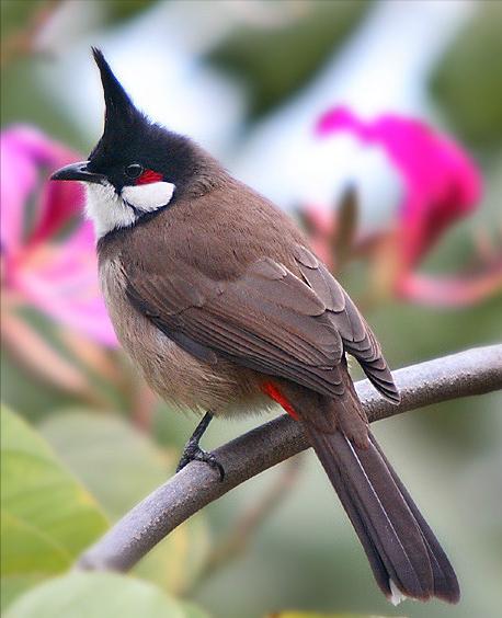 东江揽胜,惠州淡水常见鸟类图谱