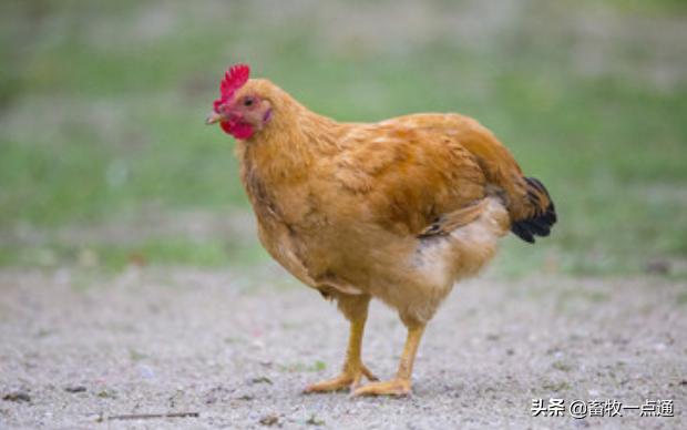 钙磷代谢异常有什么症状,磷和钙偏高是什么原因