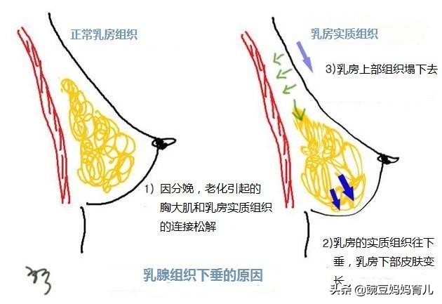 生过孩子的女人身材有什么变化,女人生过孩子有哪些变化