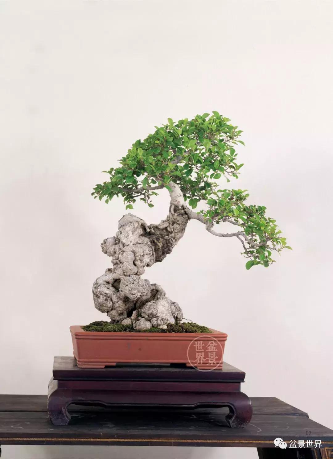 榕树悬崖式盆景欣赏,大师榕树盆景的精妙之作