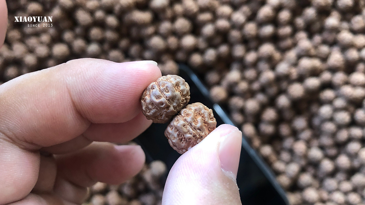 凤眼菩提价格高低的区别,凤眼菩提为啥那么贵