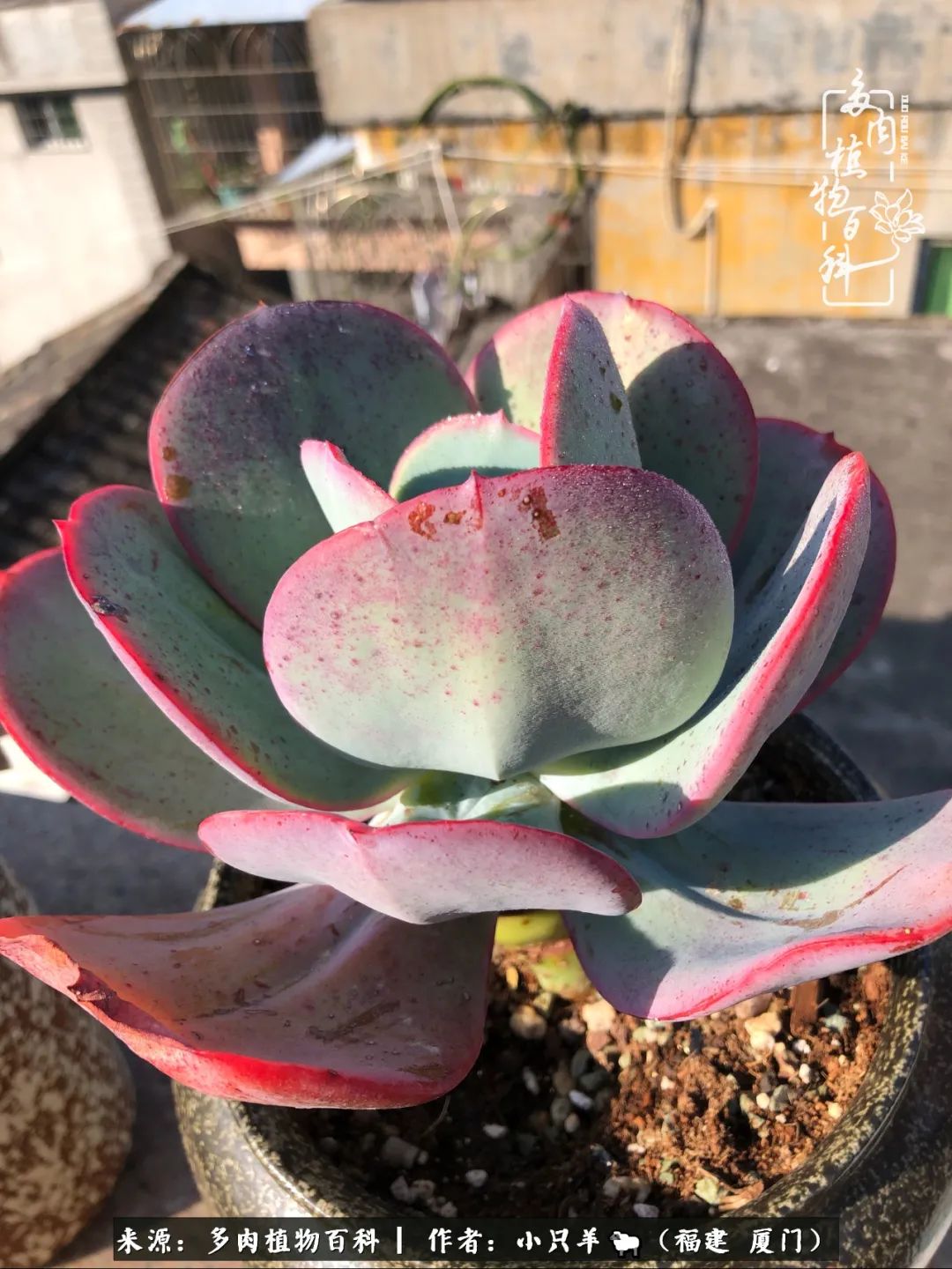 大城小爱：养多肉是个愉快的过程，种下去就有了无尽的期待