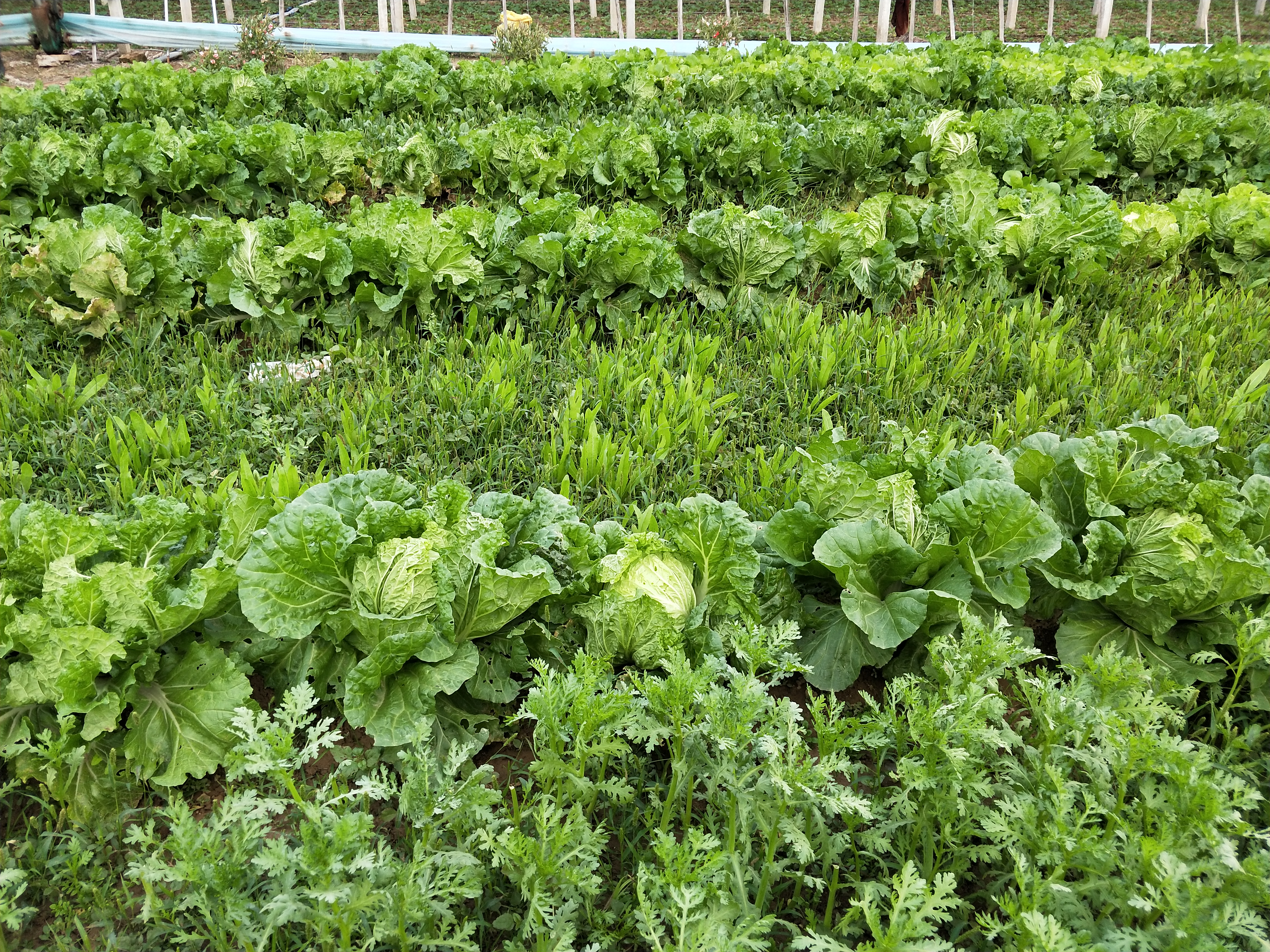 种蔬菜防病小技巧,种蔬菜如何减少病虫害