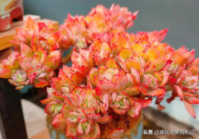 绮罗多肉怎么养出状态,多肉绮罗和碧桃外形的区别