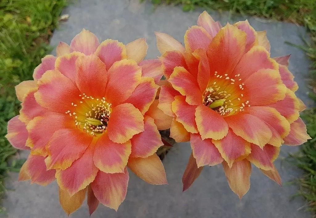 100种仙人球的品种视频,仙人球100种图片高清大图