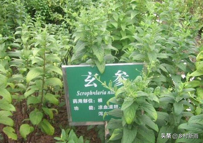 当年种植当年收益的中药材,当年种植可收成的药材