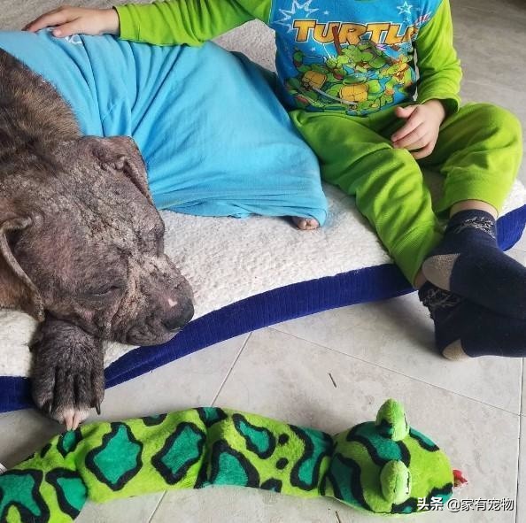 这只没毛的狗“太丑了”，不能领养，但事情有了好转！