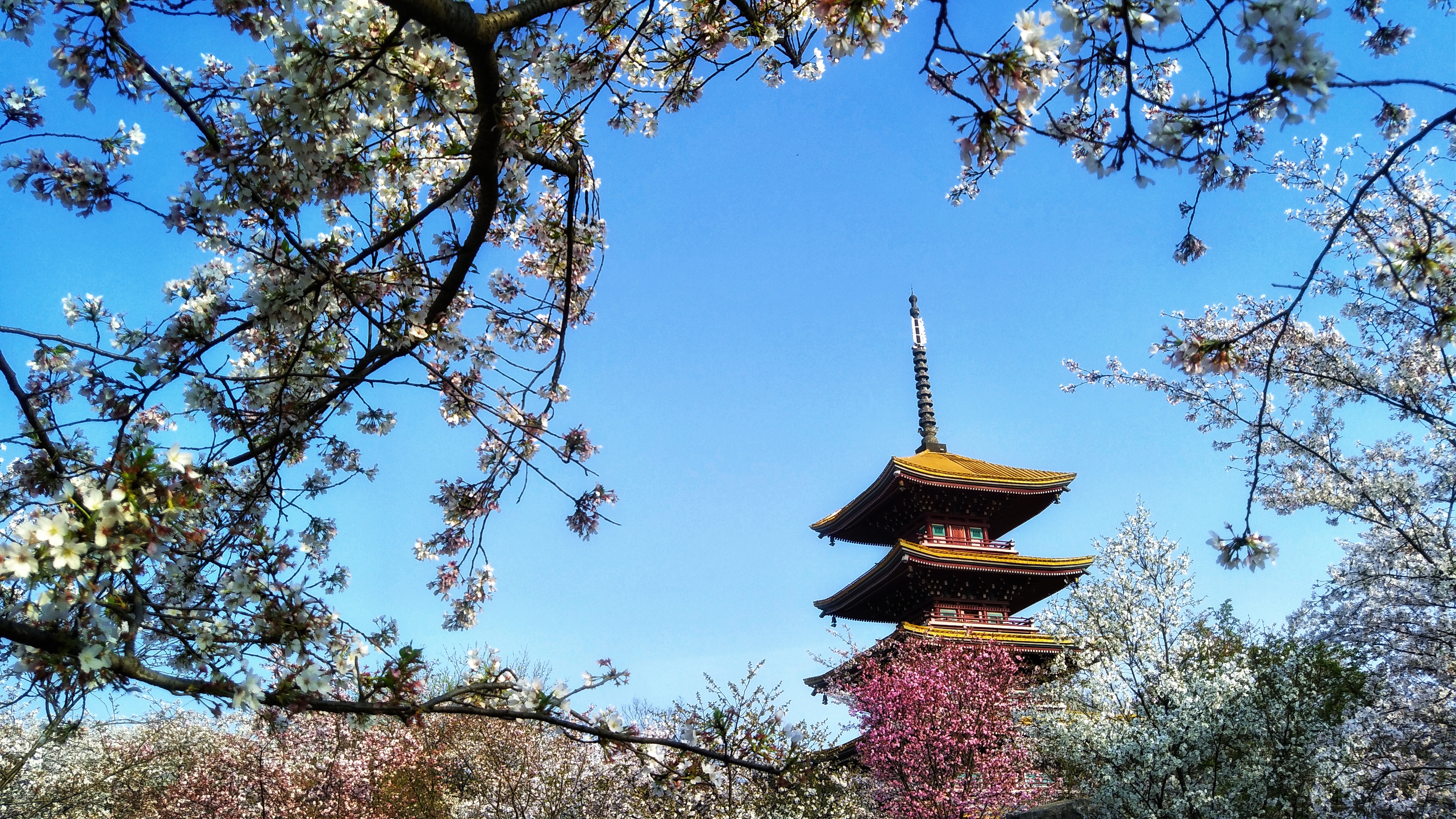 武汉赏樱之旅,武汉东湖樱园赏樱