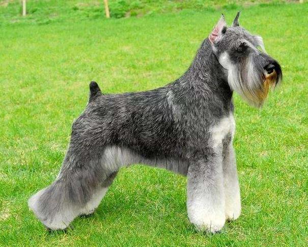 雪纳瑞纯种的为啥还没不纯的好看,刚出生的雪纳瑞怎么看小狗纯不纯