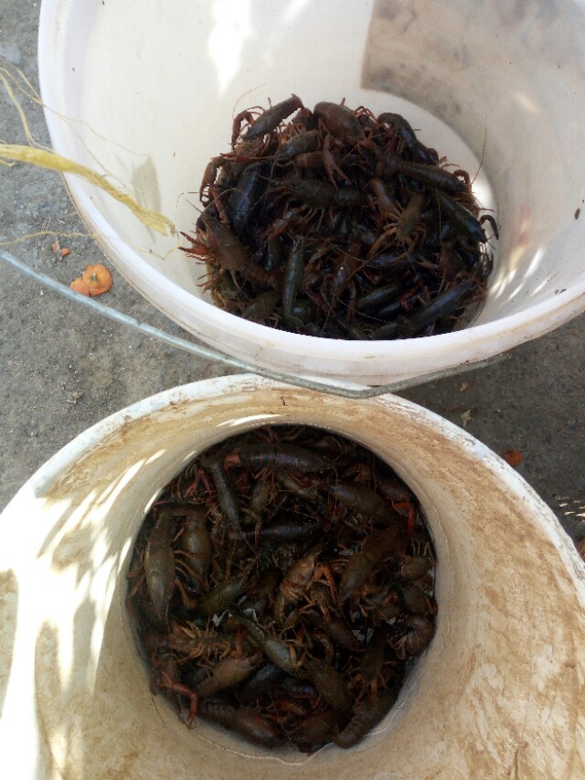 家里没矿，有池塘！湖北农村人家吃小龙虾大餐，网友直呼太壕了！