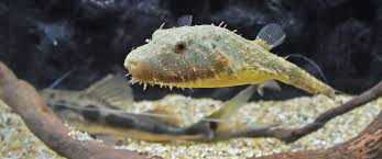 冷门高端观赏鱼有哪些鱼,比较好养的冷门观赏鱼小鱼