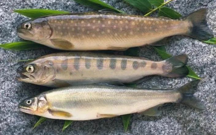 中国最好吃的4大淡水鱼,中国特别好吃的10种淡水鱼
