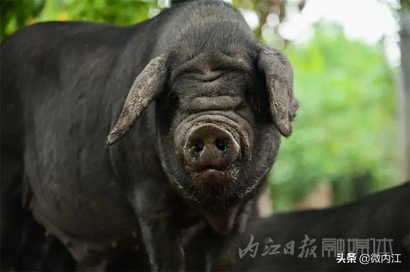 内江黑猪和乌金猪,内江黑猪跟太湖猪是一样吗