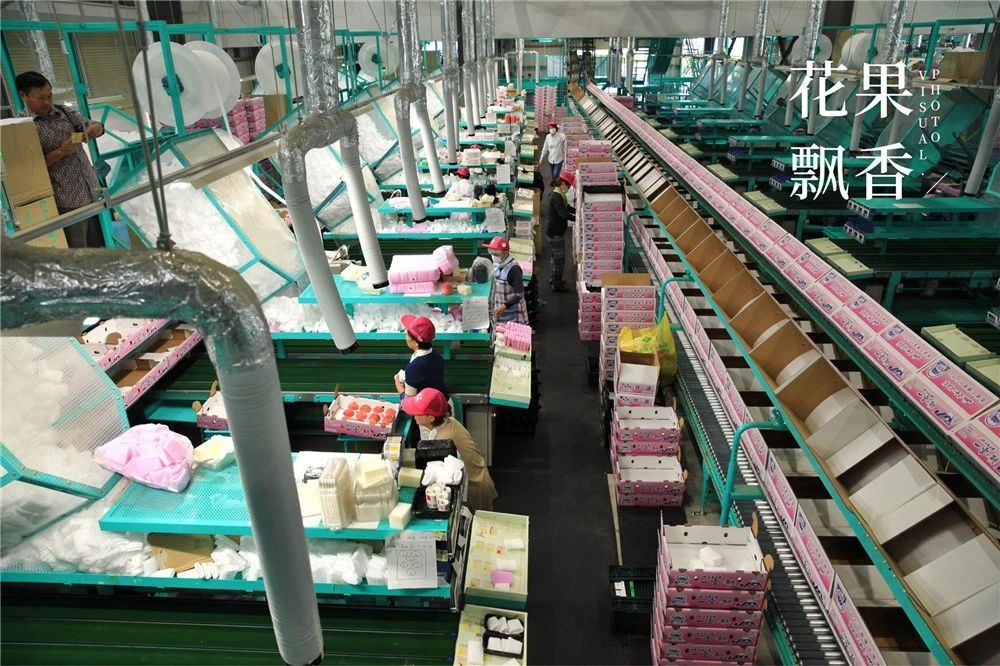 原来，日本果业是一个精致的、被JA溺宠的“老宅男”