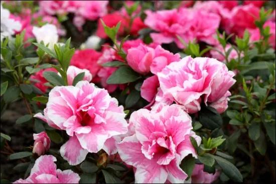 泣血杜鹃,泣血杜鹃歌曲