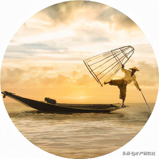 网箱养虾技术和管理,网箱养殖需要多久出栏完成