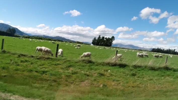 有钱不一定卖给你！新西兰人如此守规则到极致你服不服？