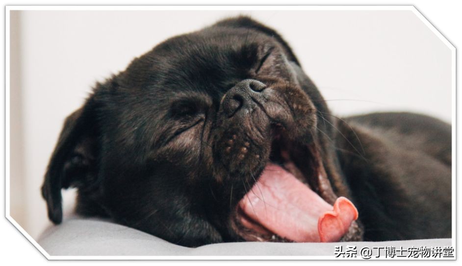 饲养幼犬教学,养宠新手喂食