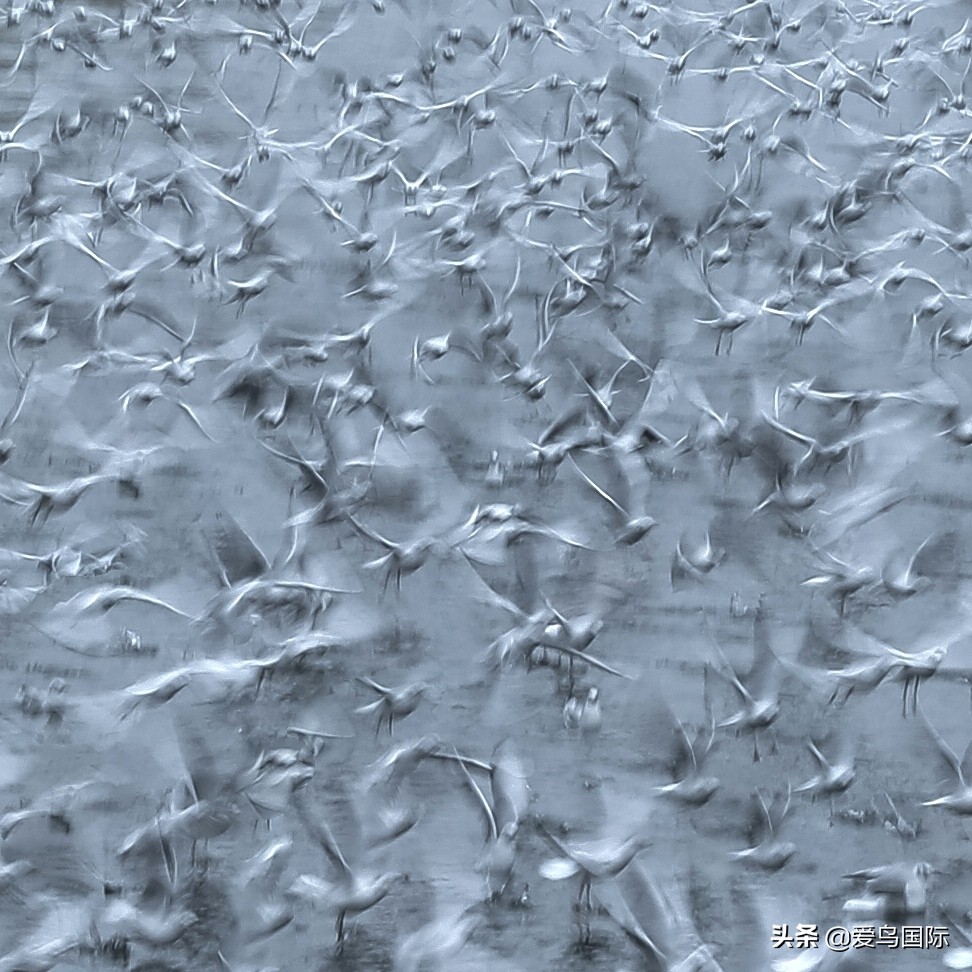 观鸟大年影片,观鸟大年在线观看