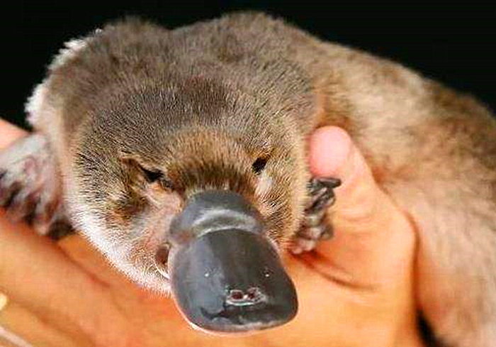 鸭嘴兽的秘密武器图片,鸭嘴兽有毒刺吗