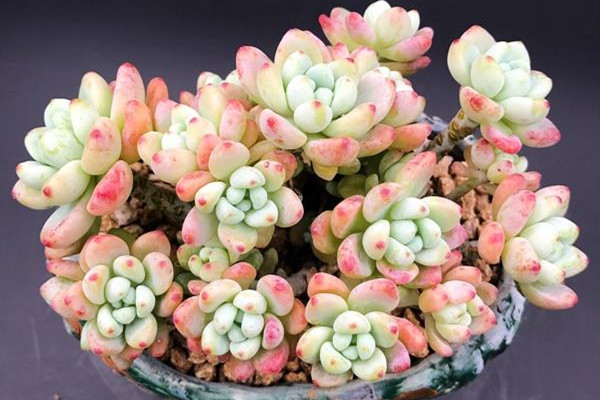 想要养好花几招教会你,劳尔怎么养出果冻色