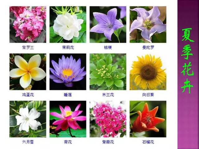 花卉大全500种观叶植物名称,1332种常见花卉植物图谱