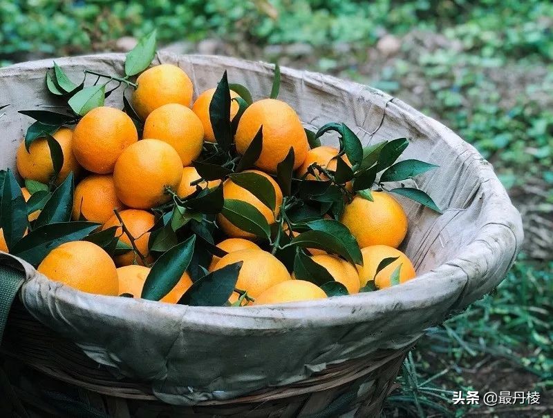 眉山盛产什么水果,眉山都有哪些水果