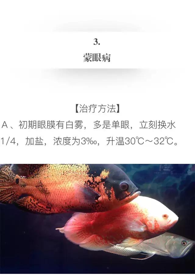 养地图鱼的正确方法,如何养好地图鱼