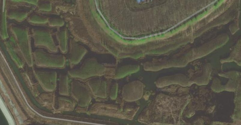 泉城玉符河，著名垛田柳树林，盛产截柳龟，你可摸过？