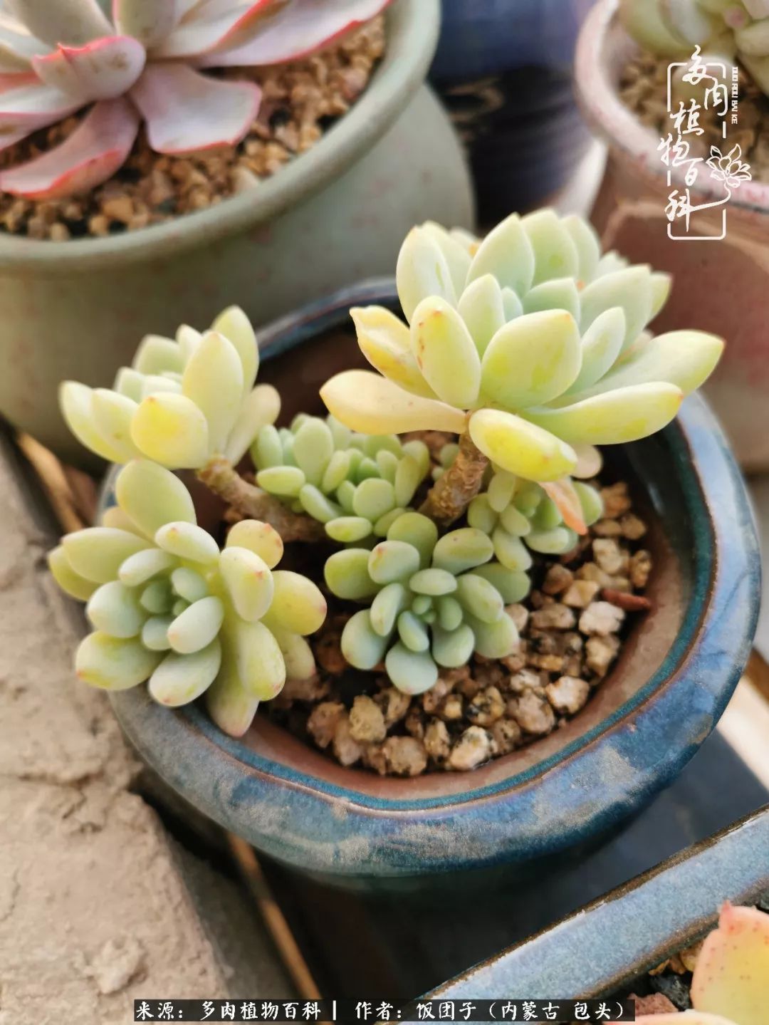 干旱地区怎么养多肉,半湿养多肉