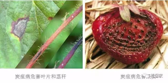 南京地区草莓病虫害防治的现状,温室草莓病虫害种类及防治措施