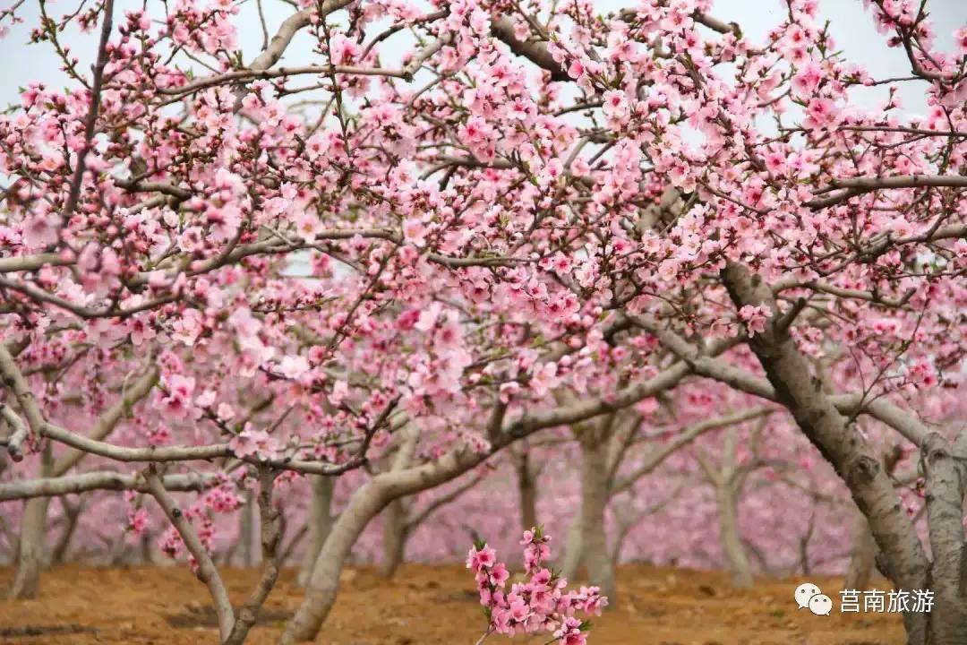 莒南自驾游免费景点大全图片,莒南春季游玩好去处推荐