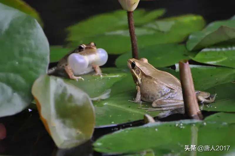 七绝夏日风光,七绝湖上白鹭翩翩飞
