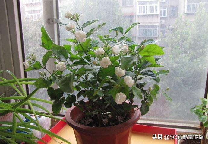 出门不在家怎么给家里的花浇水,出远门再也不用担心你会不会生病
