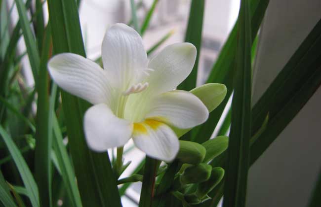 泰戈尔的飞鸟集短诗与插图摘抄,泰戈尔飞鸟集十大经典