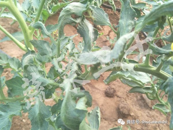 蔬菜叶片畸形卷叶是什么原因,蔬菜种植为什么卷叶