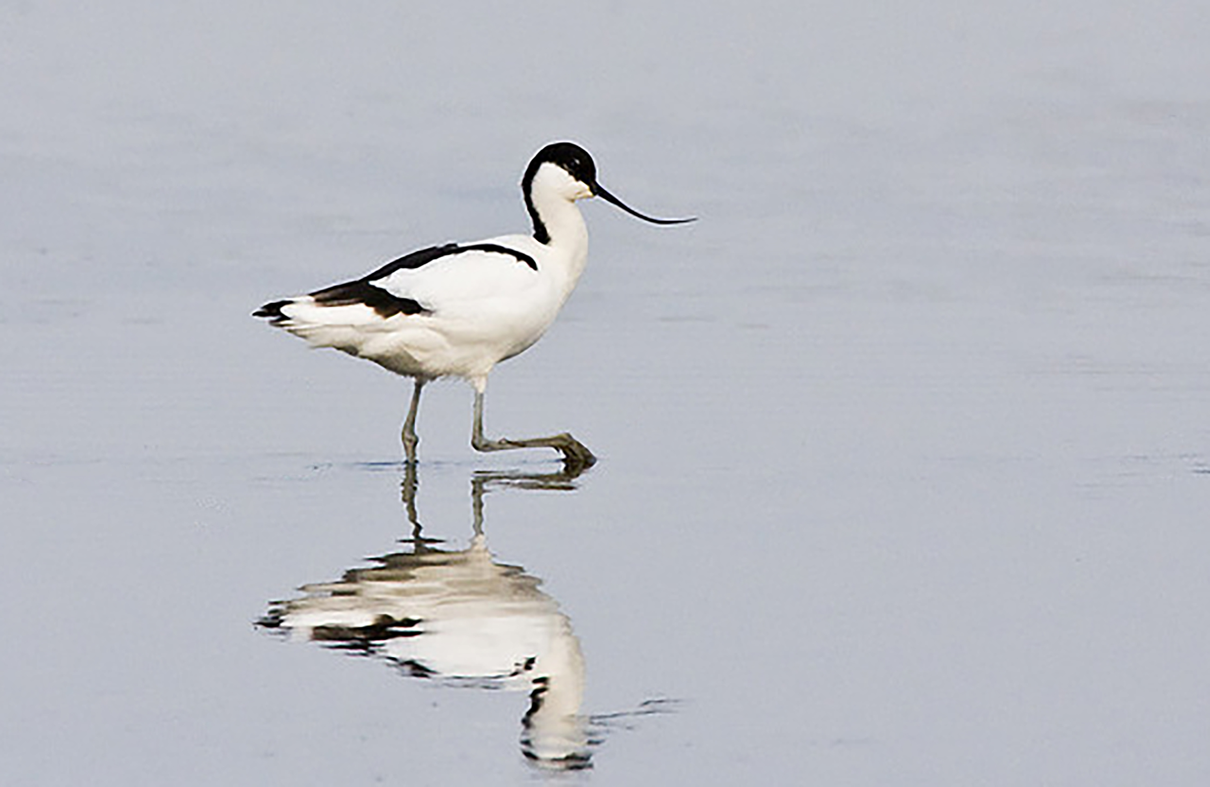 东江揽胜,惠州淡水常见鸟类图谱