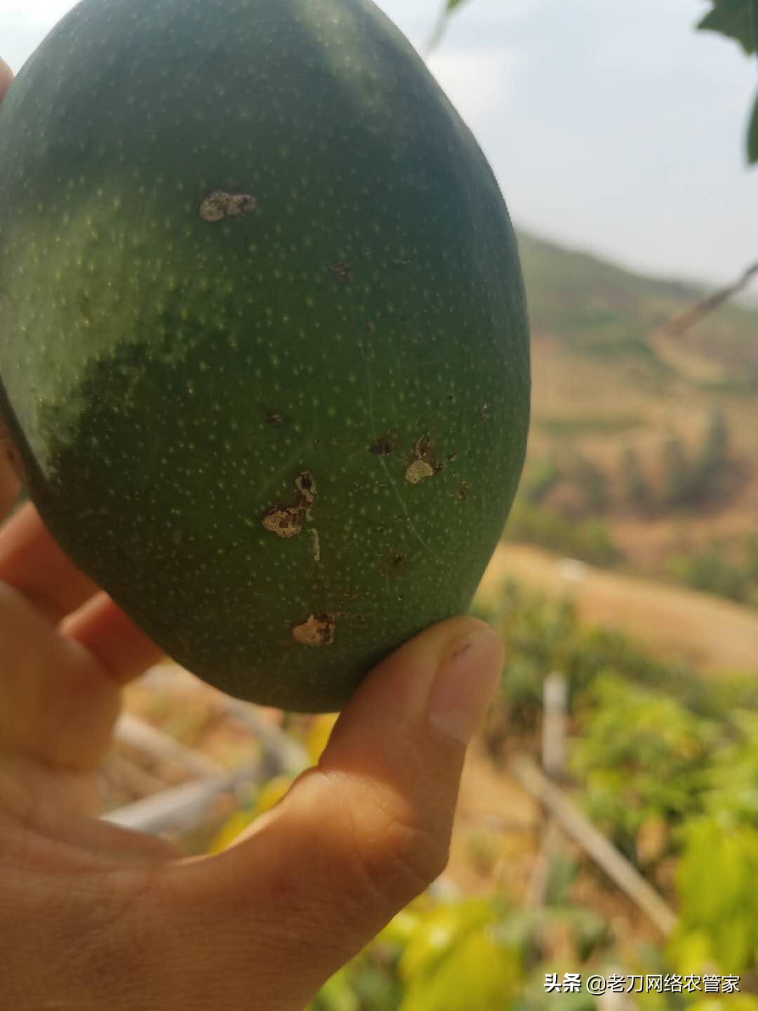 芒果炭疽病用什么杀菌剂效果好,连续阴雨天芒果炭疽病用什么药