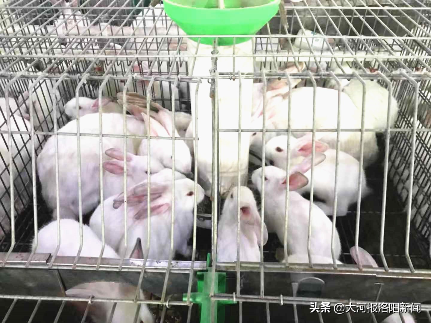 90后的姑娘在家养兔子,河北邯郸00后女孩回乡养兔