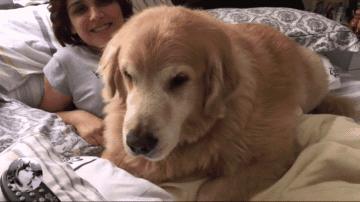 金毛不让女主人上班，还想了个“馊主意”，因为它太老了吧