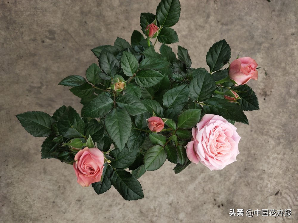 最好听的花的名字,100个好听的花名字