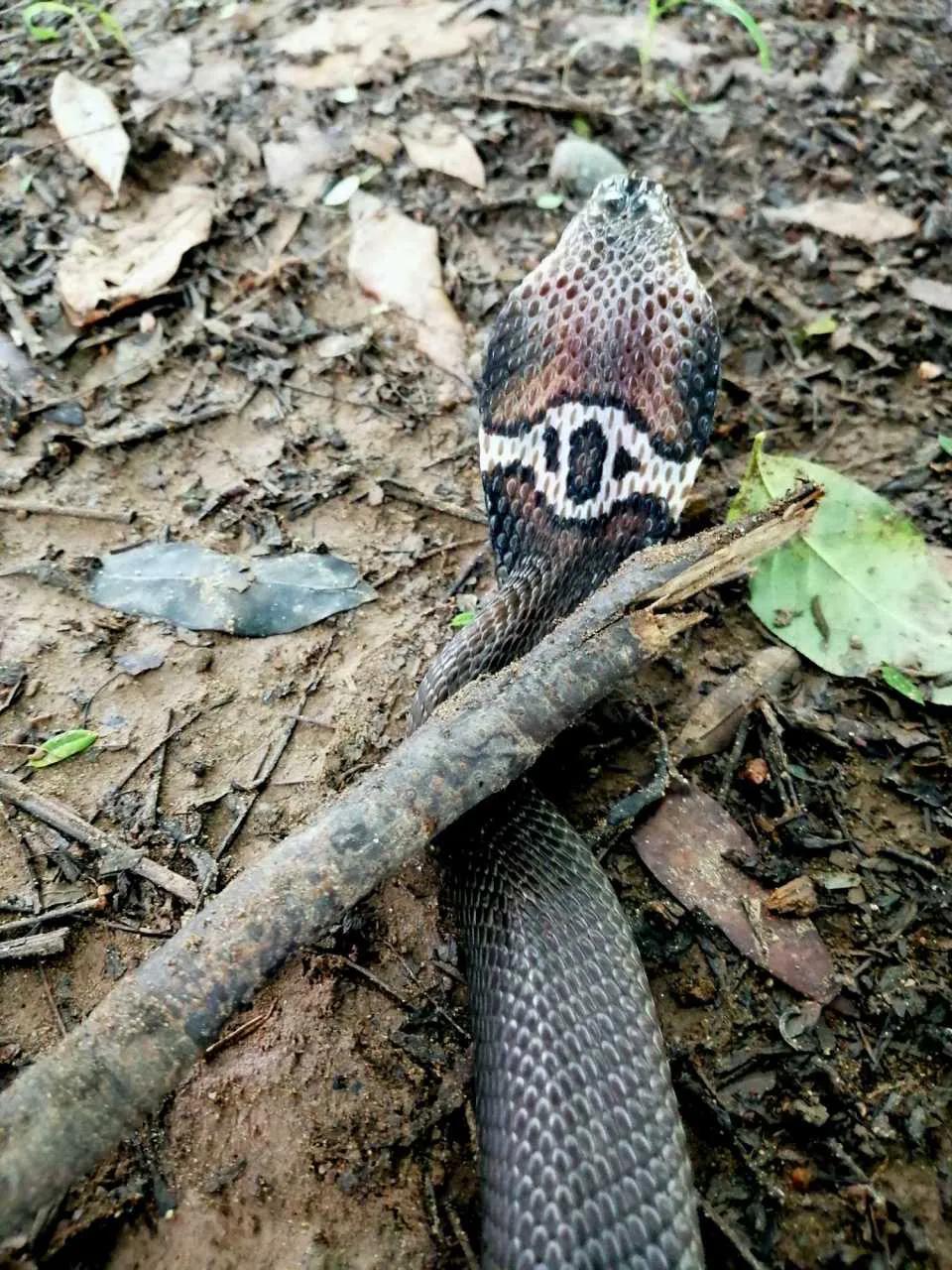 中国剧毒蛇都有哪些 (中国剧毒蛇有几种)